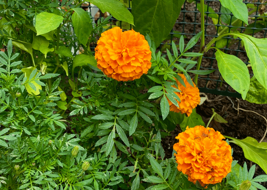 Marigold in a vegetable garden. Photo by Lucy Mercer | A Cook and Her Books