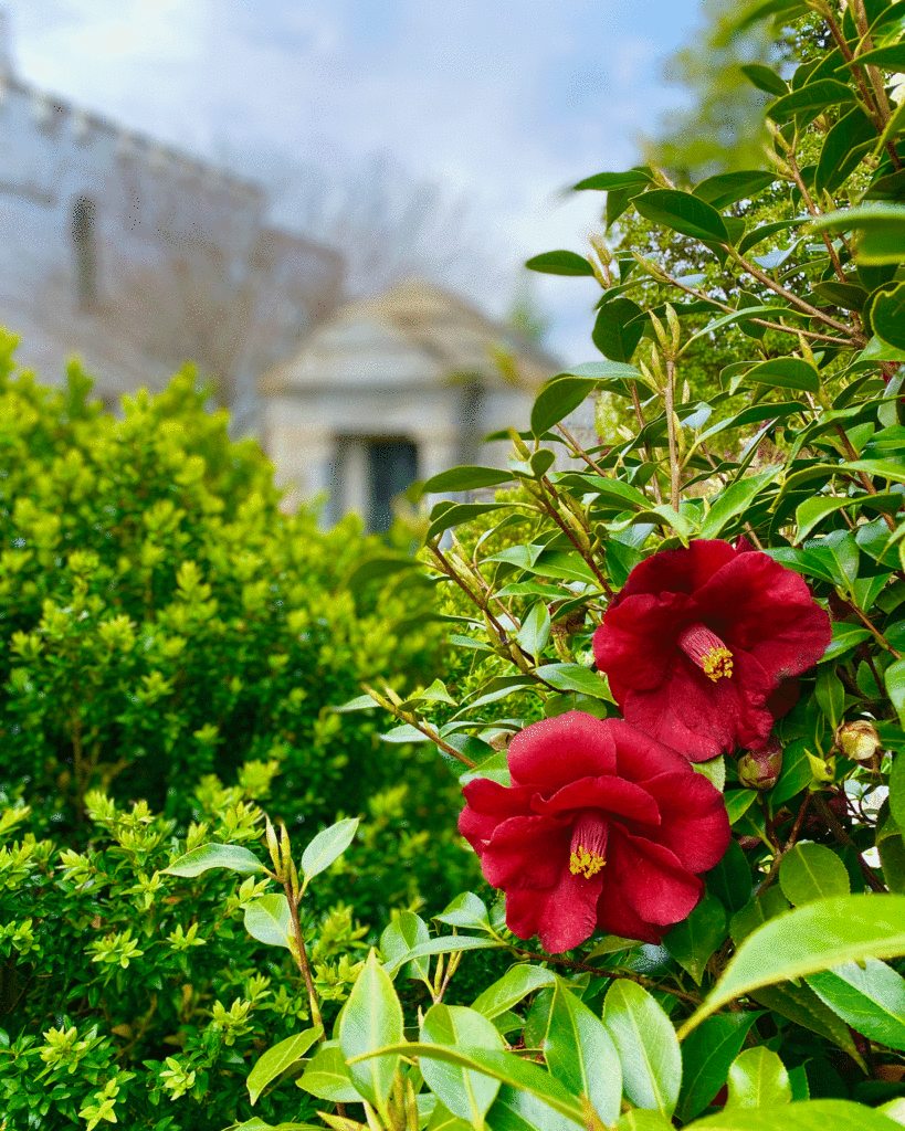 Red camellia blooms at Oakland Cemetery. Photo by Lucy Mercer/A Cook and Her Books