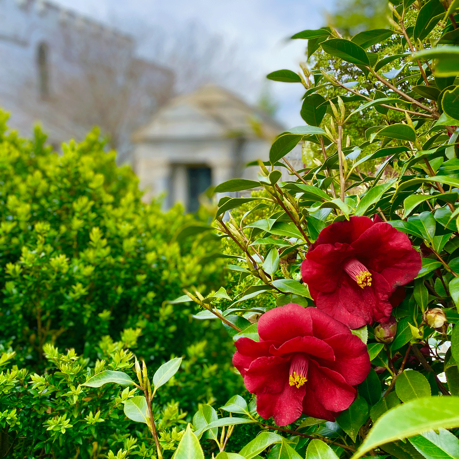 Red camellias in Oakland Cemetery | Photo by Lucy Mercer/A Cook and Her Books