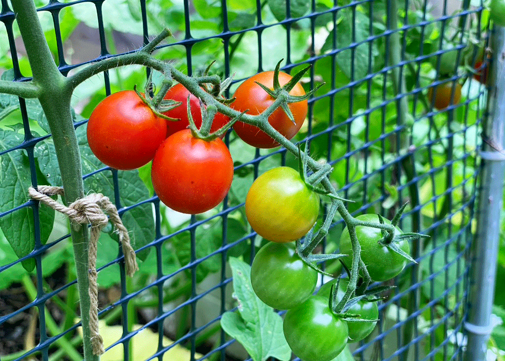 Red cherry tomatoes growing in the garden. Photo by Lucy Mercer | A Cook and Her Books