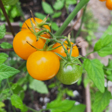 Yellow cherry tomatoes on the vine. Photo by Lucy Mercer | A Cook and Her Books