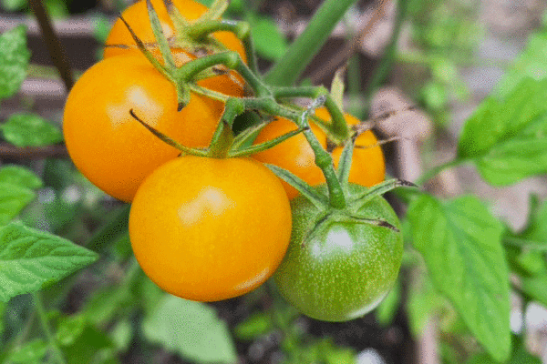 Yellow cherry tomatoes on the vine. Photo by Lucy Mercer | A Cook and Her Books
