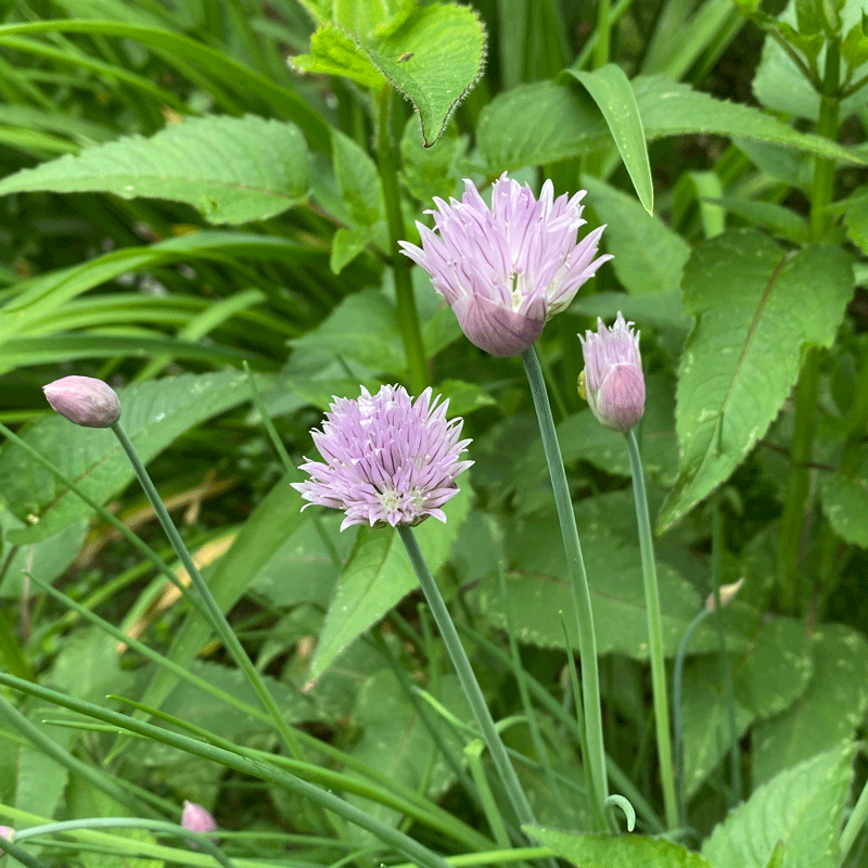 Purple chive blossom in the herb garden