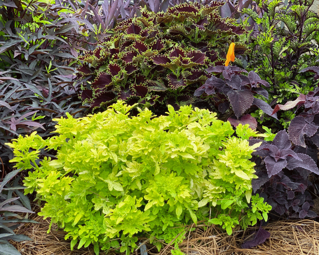 Coleus plants at the UGA Trial Gardens | Photo by Lucy Mercer/A Cook and Her Books
