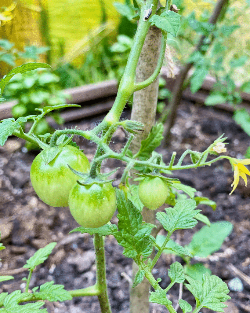 Green tomatoes in the garden | Photo by Lucy Mercer/A Cook and Her Books