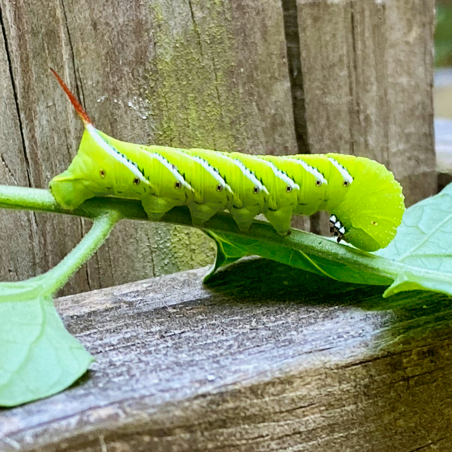 Tobacco hornworm on tomato leaf | Photo by Lucy Mercer/A Cook and Her Books