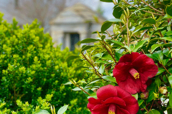 Red camellias in Oakland cemetery