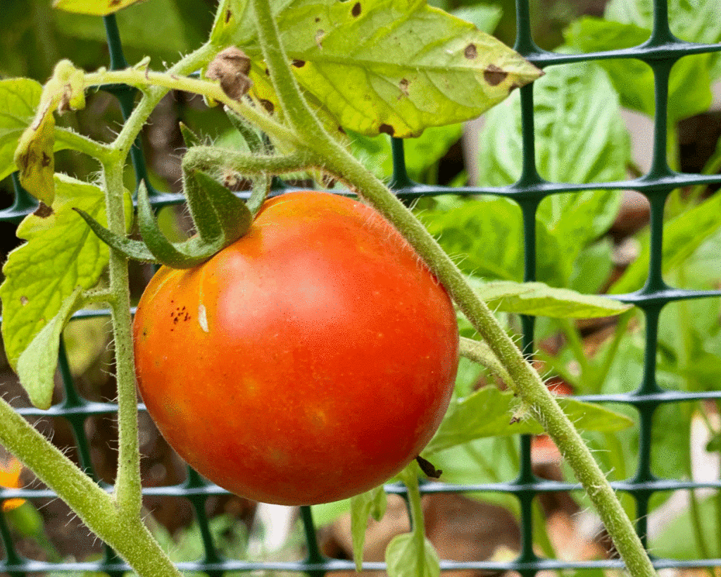 Red tomato on a vine | Photo by Lucy Mercer/A Cook and Her Books