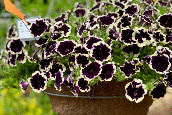 Petunias in a hanging basket | Photo by Lucy Mercer/A Cook and Her Books