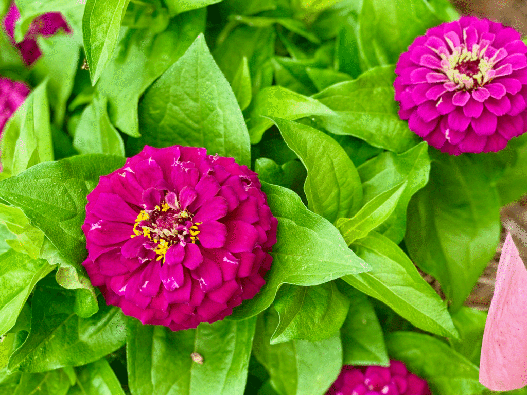 Purple zinnias at UGA Trial Gardens | Photo by Lucy Mercer/A Cook and Her Books