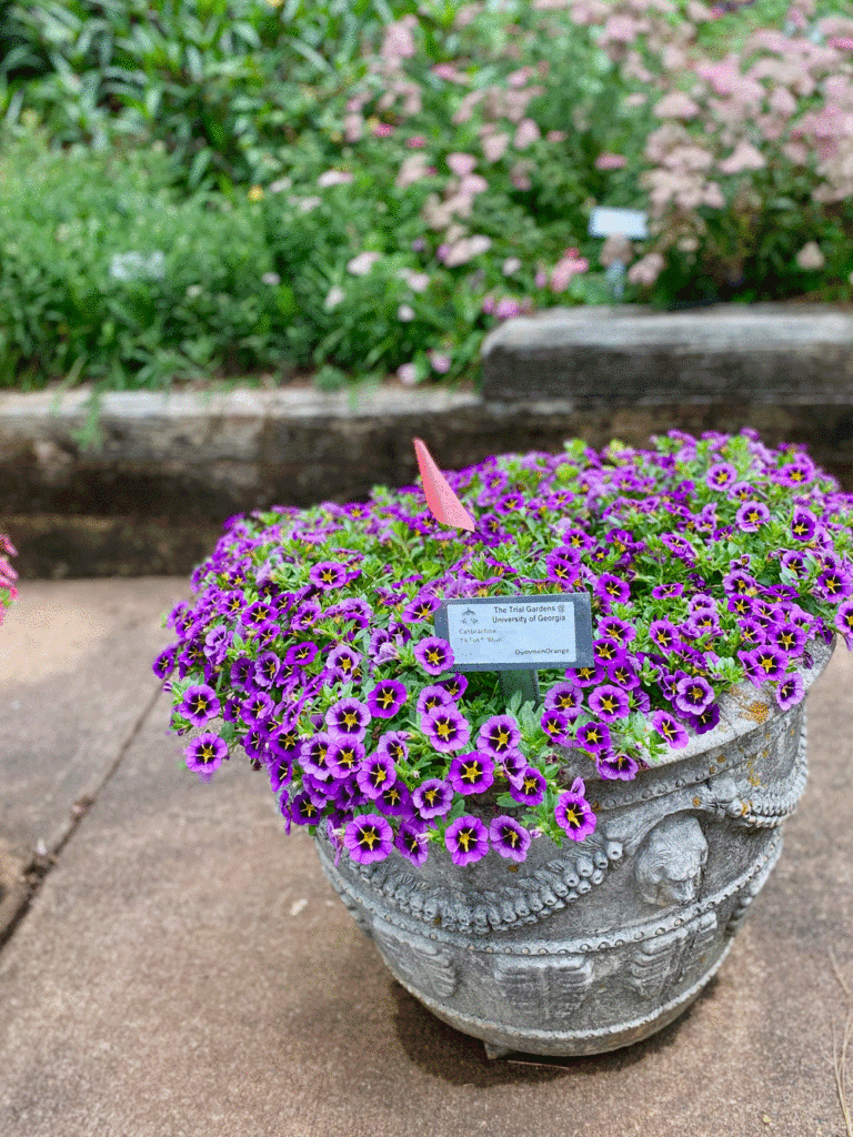 Purple flowers in a planter | Photo by Lucy Mercer/A Cook and Her Books