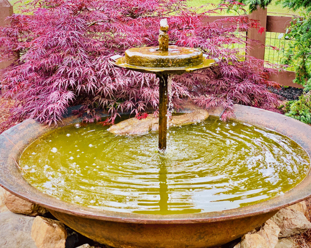 Fountain with red maple. Photo by Lucy Mercer/A Cook and Her Books