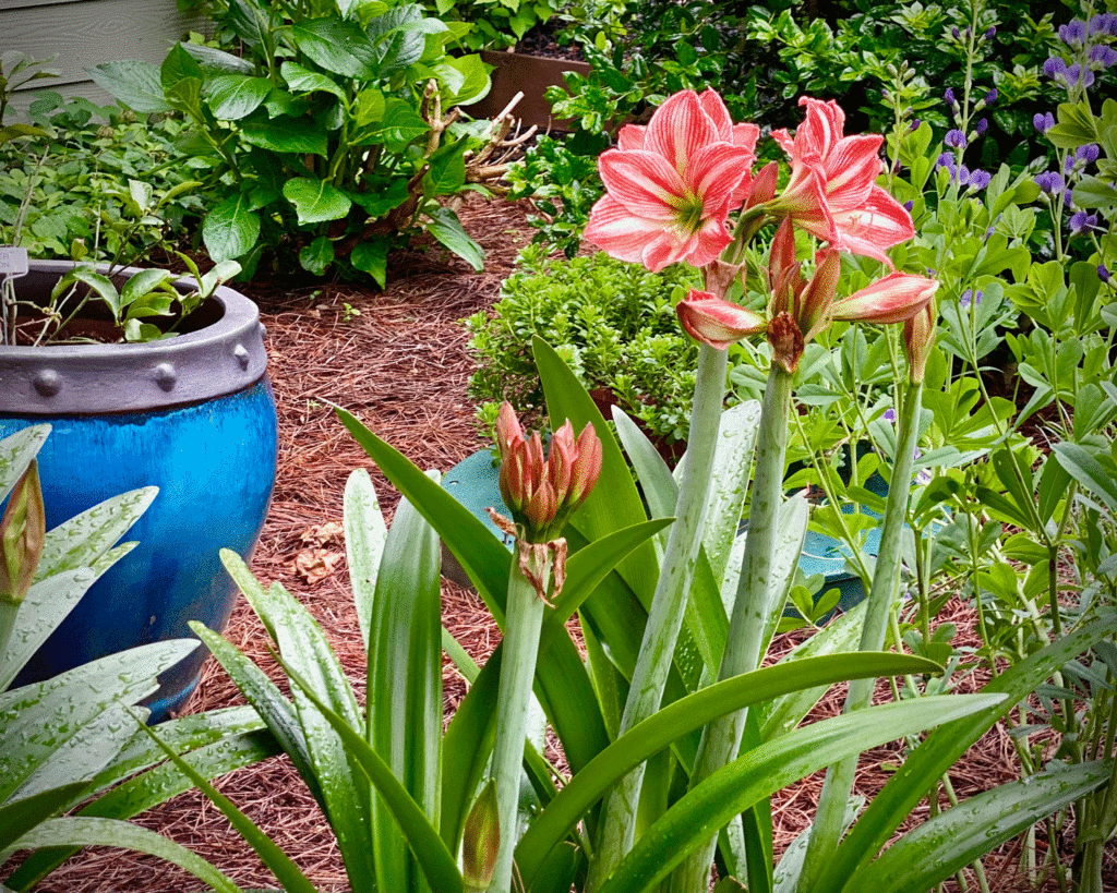 Amaryllis in garden | Photo by Lucy Mercer/A Cook and Her Books