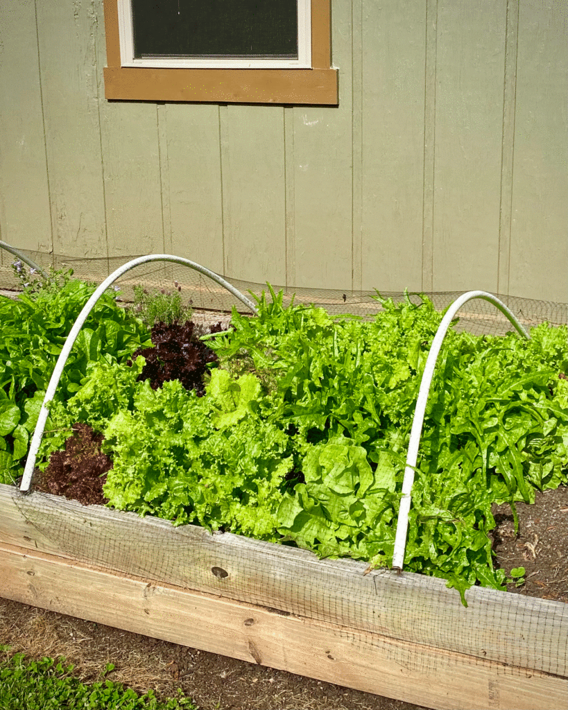 Deer proof covering over lettuces | Photo by Lucy Mercer/A Cook and Her Books
