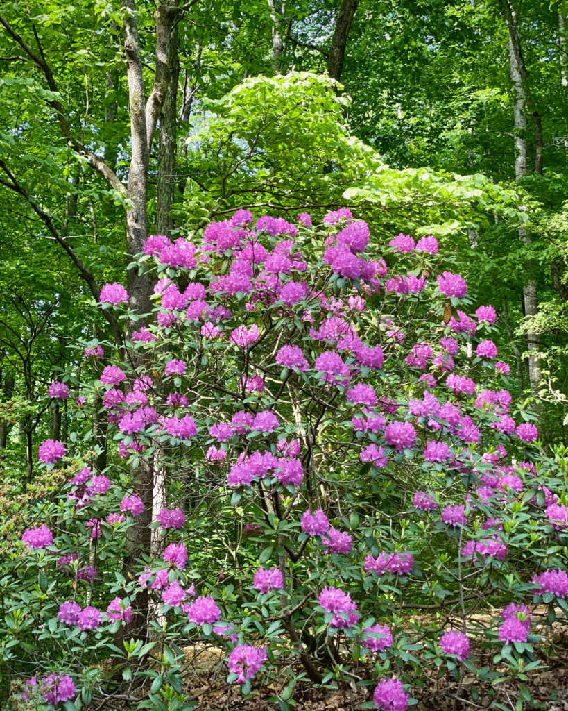 Pink rhododendron | Photo by Lucy Mercer/A Cook and Her Books