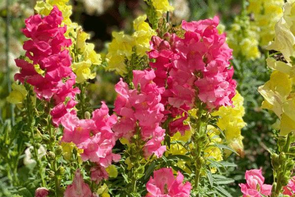 Snapdragons in a garden | Photo by Lucy Mercer/A Cook and Her Books