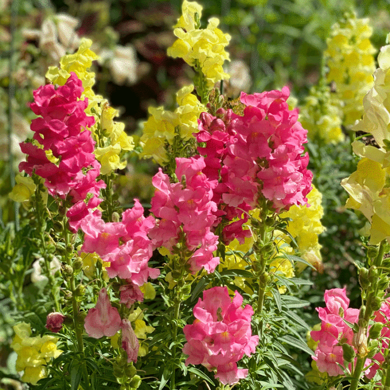 Snapdragons in a garden | Photo by Lucy Mercer/A Cook and Her Books