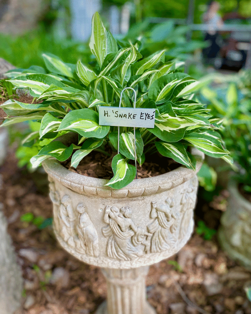 Hosta in a pot | Photo by Lucy Mercer/A Cook and Her Books