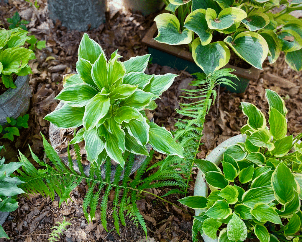 Hosta in the shade garden | Photo by Lucy Mercer/A Cook and Her Books