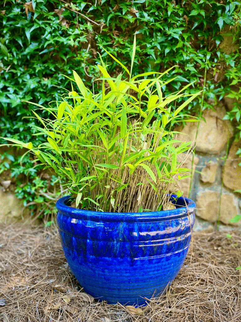 Bamboo in a blue container | Photo by Lucy Mercer/A Cook and Her Books