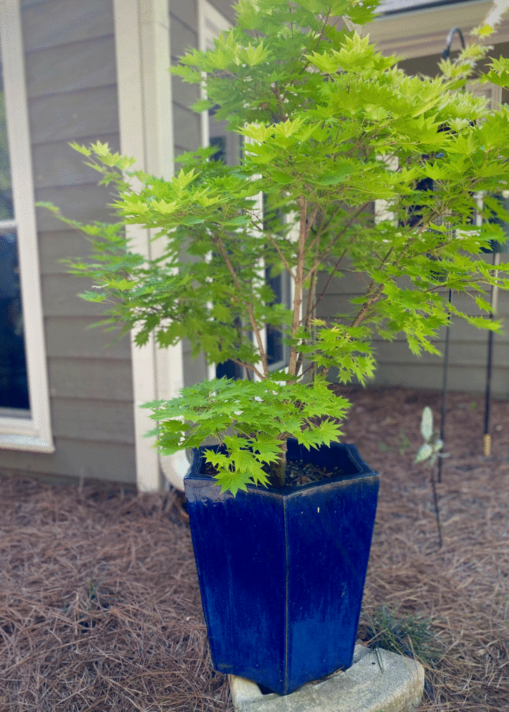 Japanese maple in a blue planter | Photo by Lucy Mercer/A Cook and Her Books