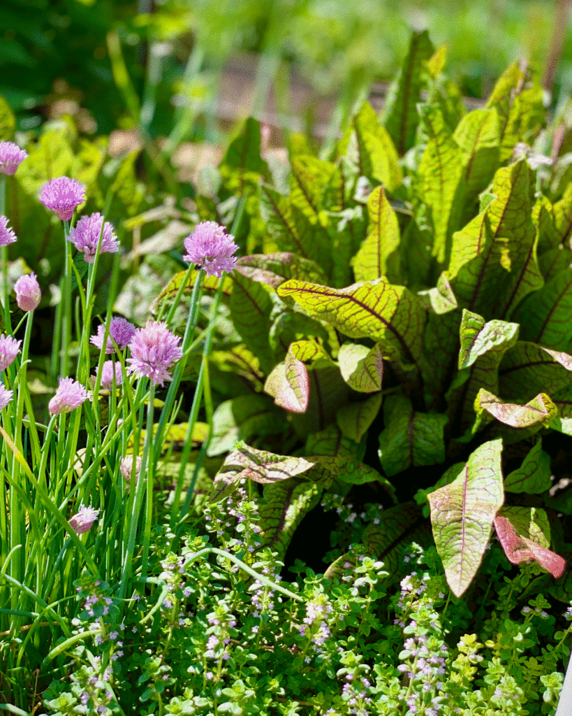 Chives and sorrel in a garden | Photo by Lucy Mercer/ A Cook and Her Books