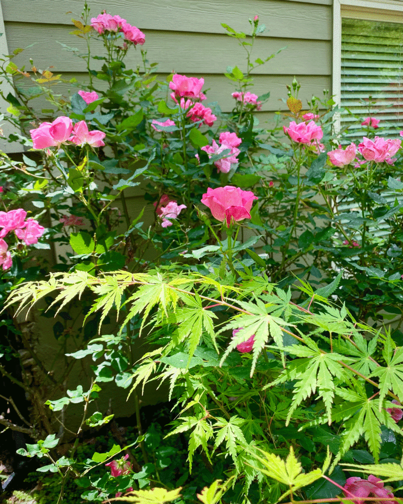 Pink roses and Japanese maple | Photo by Lucy Mercer/A Cook and Her Books