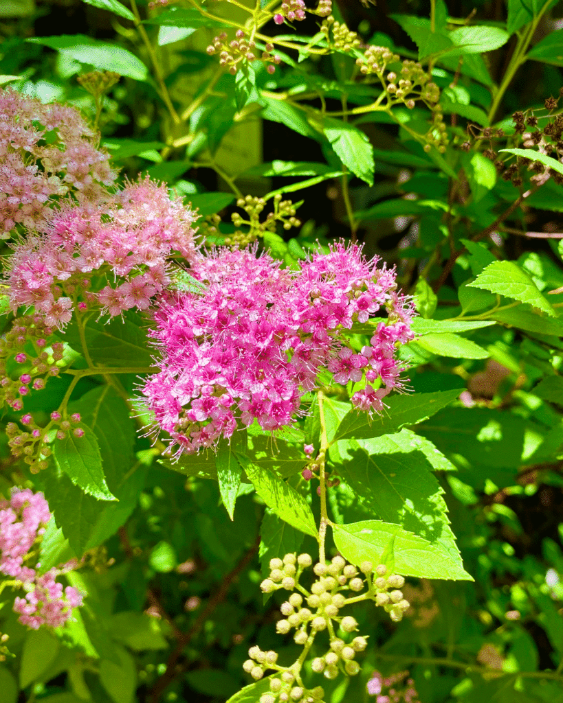 Japanese spiraea in the garden | Photo by Lucy Mercer/A Cook and Her Books