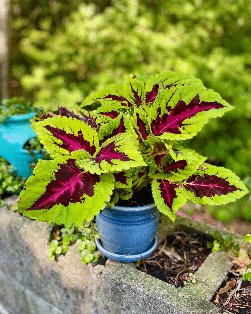 Coleus in planter | Photo by Lucy Mercer/A Cook and Her Books