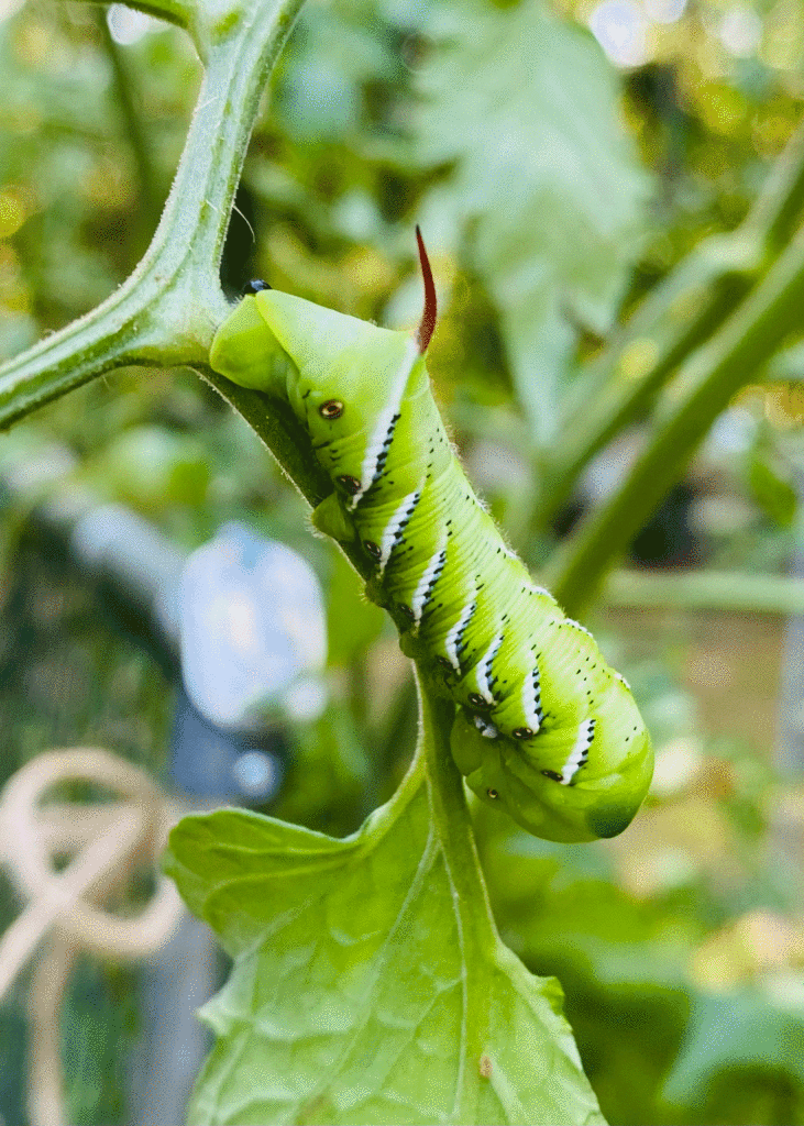 Tobacco hornworm on tomato plant | Photo by Lucy Mercer/A Cook and Her Books