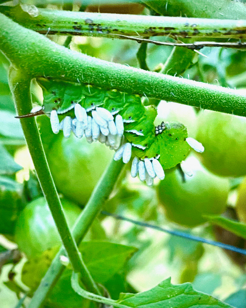 Parasitoid wasp eggs on a tobacco hornworm | Photo by Lucy Mercer/A Cook and Her Books