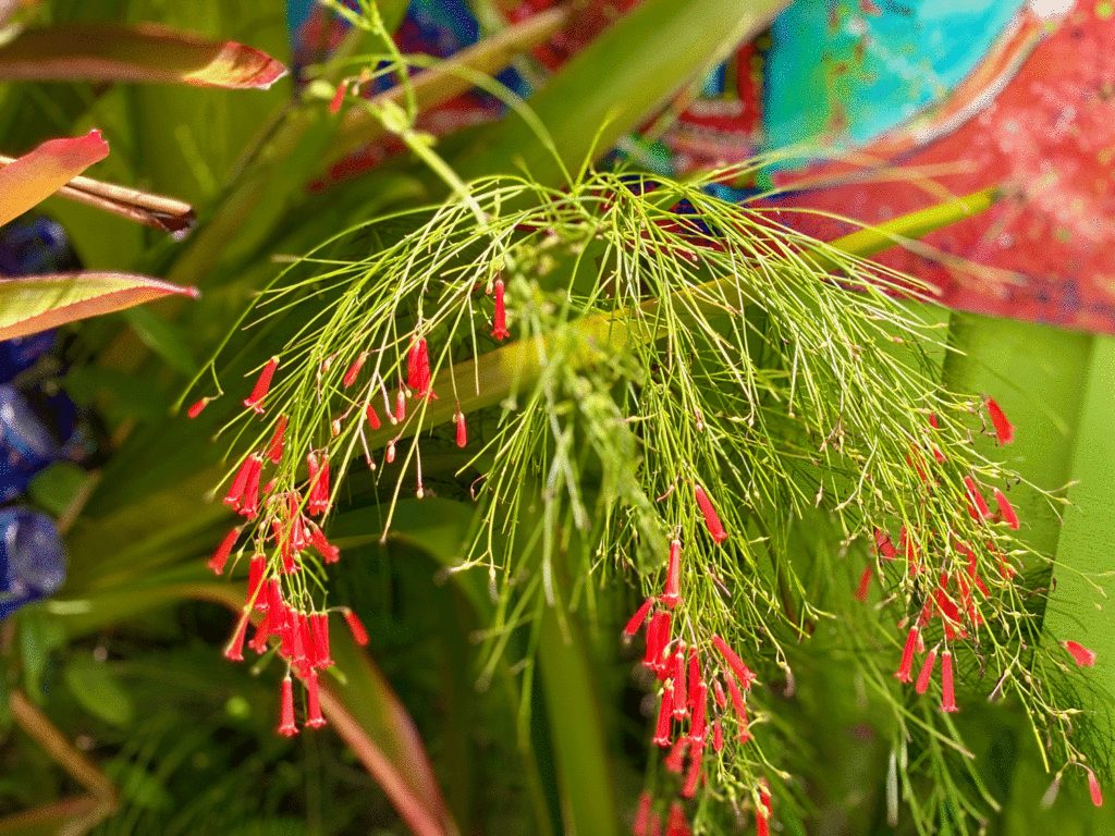 Firecracker plant | Photo by Lucy Mercer/A Cook and Her Books