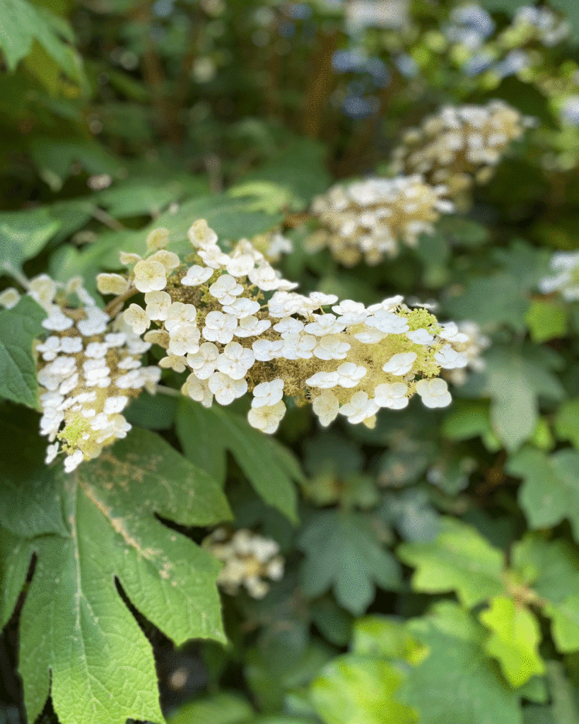Oakleaf hydrangea in the garden | Photo by Lucy Mercer/A Cook and Her Books