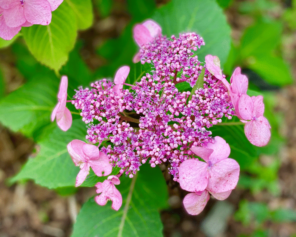 Pink lacecap hydrangea | Photo by Lucy Mercer/A Cook and Her Books
