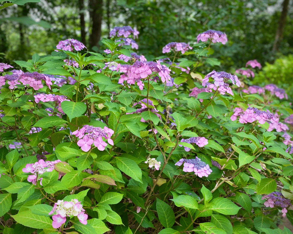 Hydrangea shrub in the garden | Photo by Lucy Mercer/A Cook and Her Books