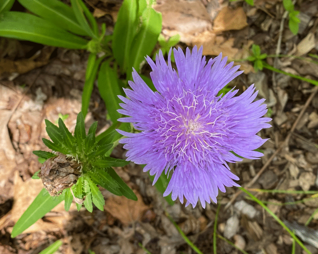 Blue stokesia in the garden | Photo by Lucy Mercer/A Cook and Her Books