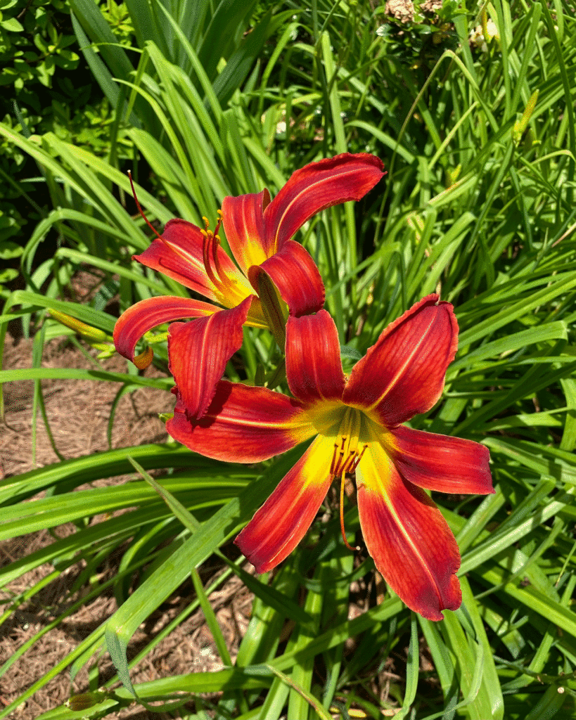 Red daylilies in the garden | Photo by Lucy Mercer/A Cook and Her Books