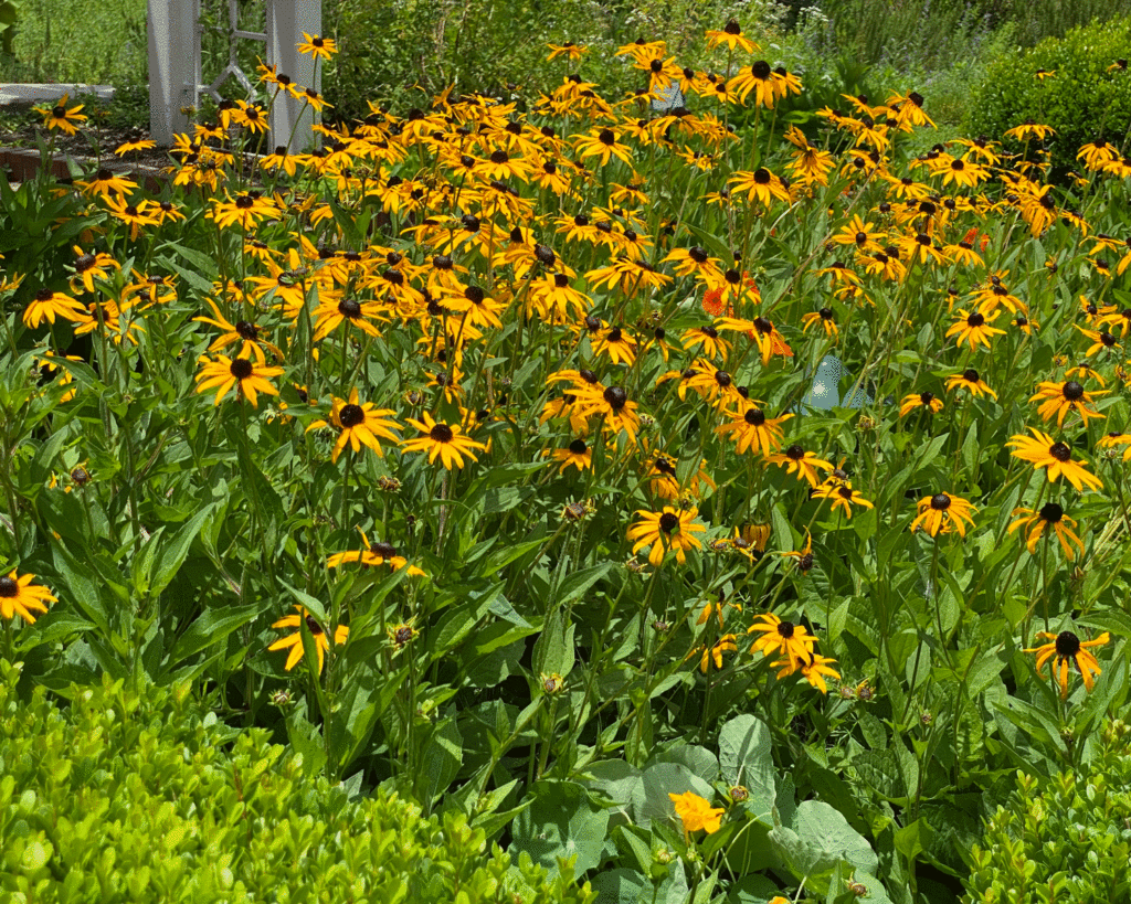 Rudbeckia in the garden | Photo by Lucy Mercer/A Cook and Her Books