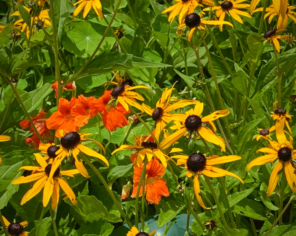 Brown eyed Susans in the garden | Photo by Lucy Mercer/A Cook and Her Books