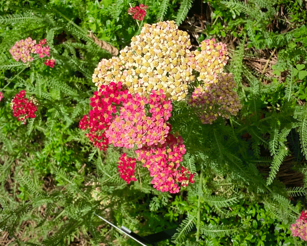 Red yarrow in the garden | Photo by Lucy Mercer/A Cook and Her Books