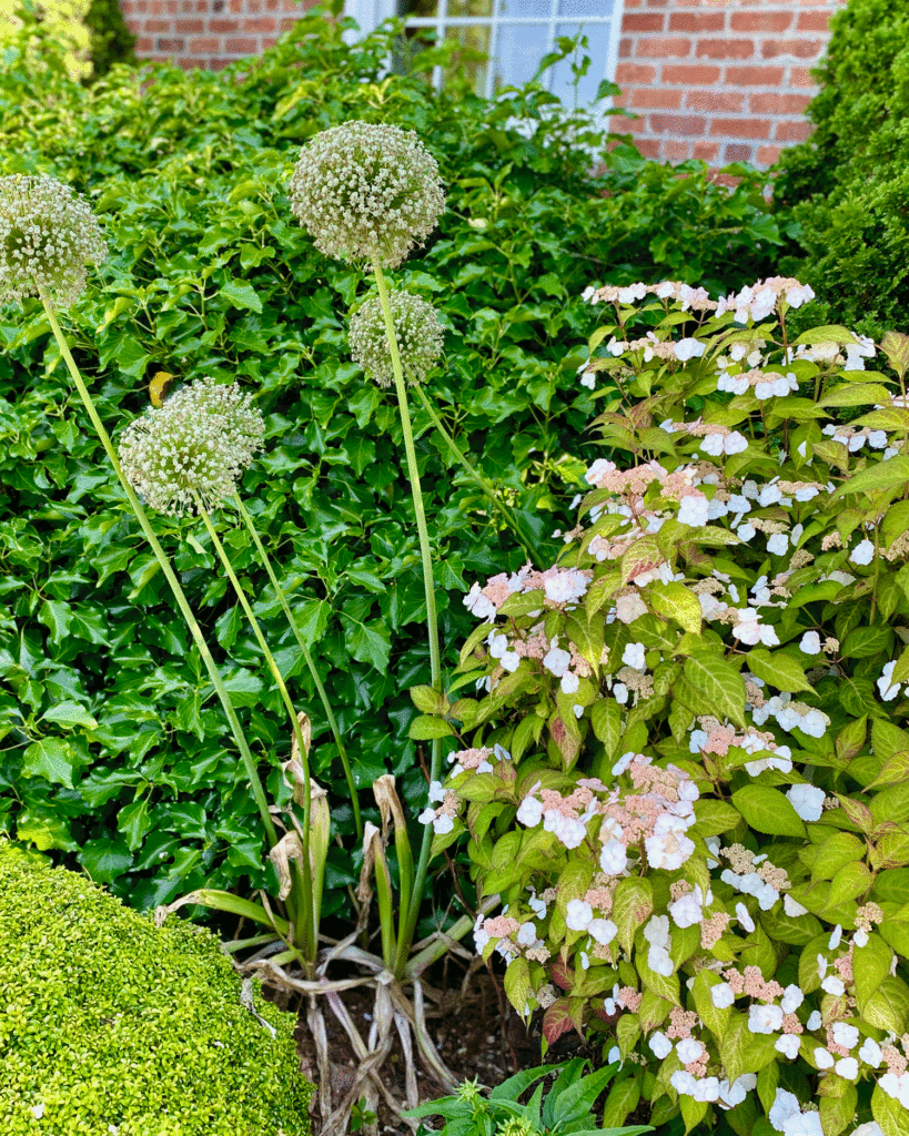 Hydrangeas and alliums in the garden | Photo by Lucy Mercer/A Cook and Her Books