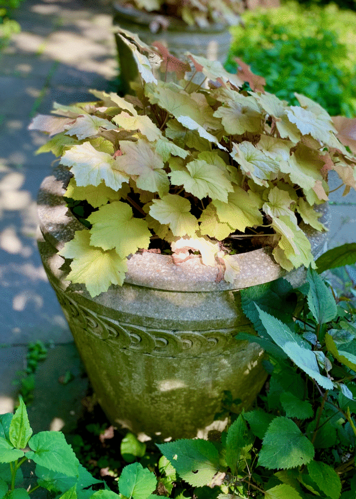 Heuchera in pot | Photo by Lucy Mercer/A Cook and Her Books