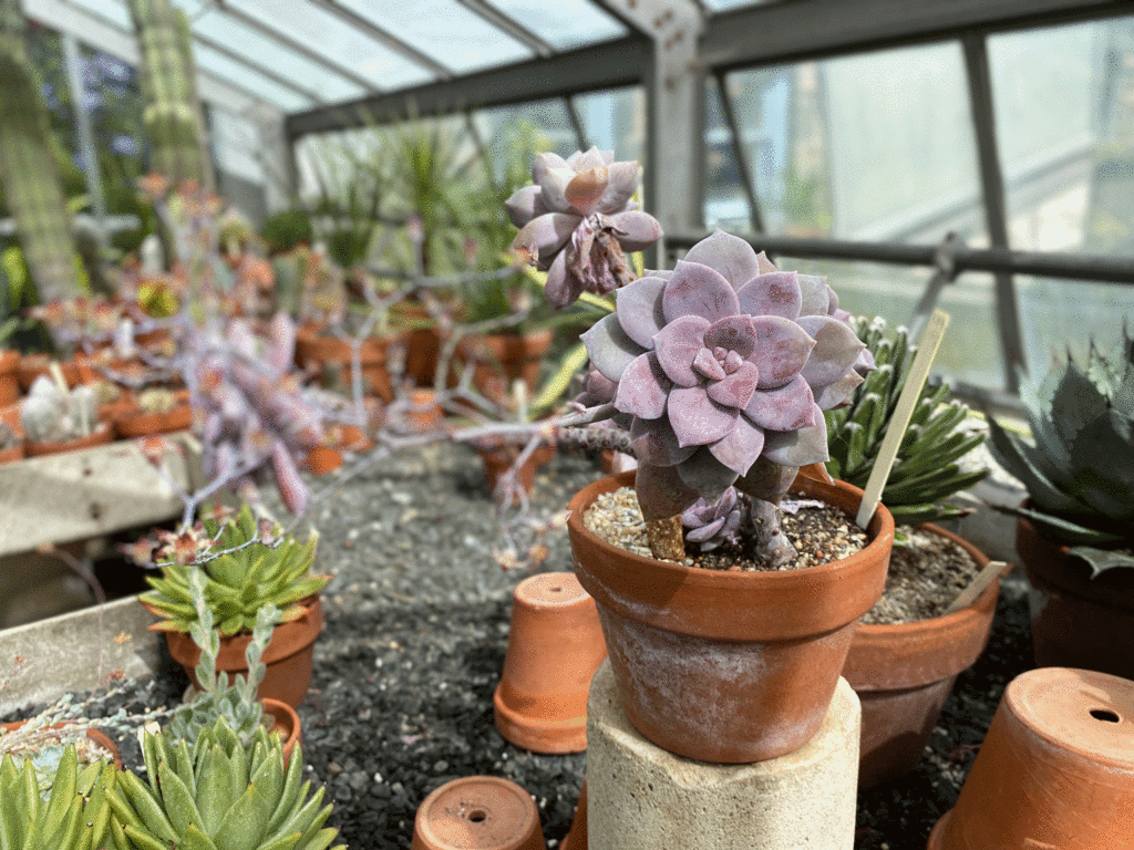 Succulents in the greenhouse | Photo by Lucy Mercer/A Cook and Her Books