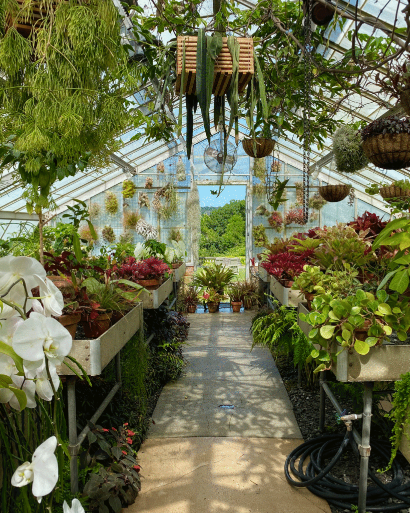 Inside the greenhouse at Wave Hill \ Photo by Lucy Mercer/A Cook and Her Books