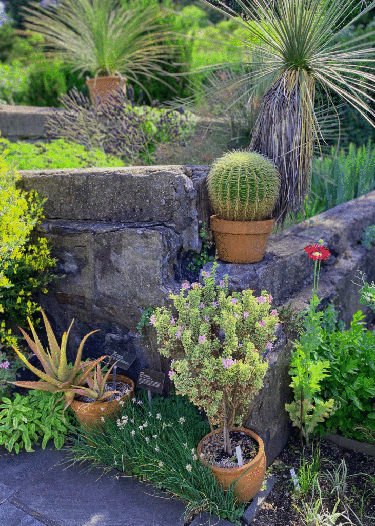 Cactus in the dry garden | Photo by Lucy Mercer/A Cook and Her Books