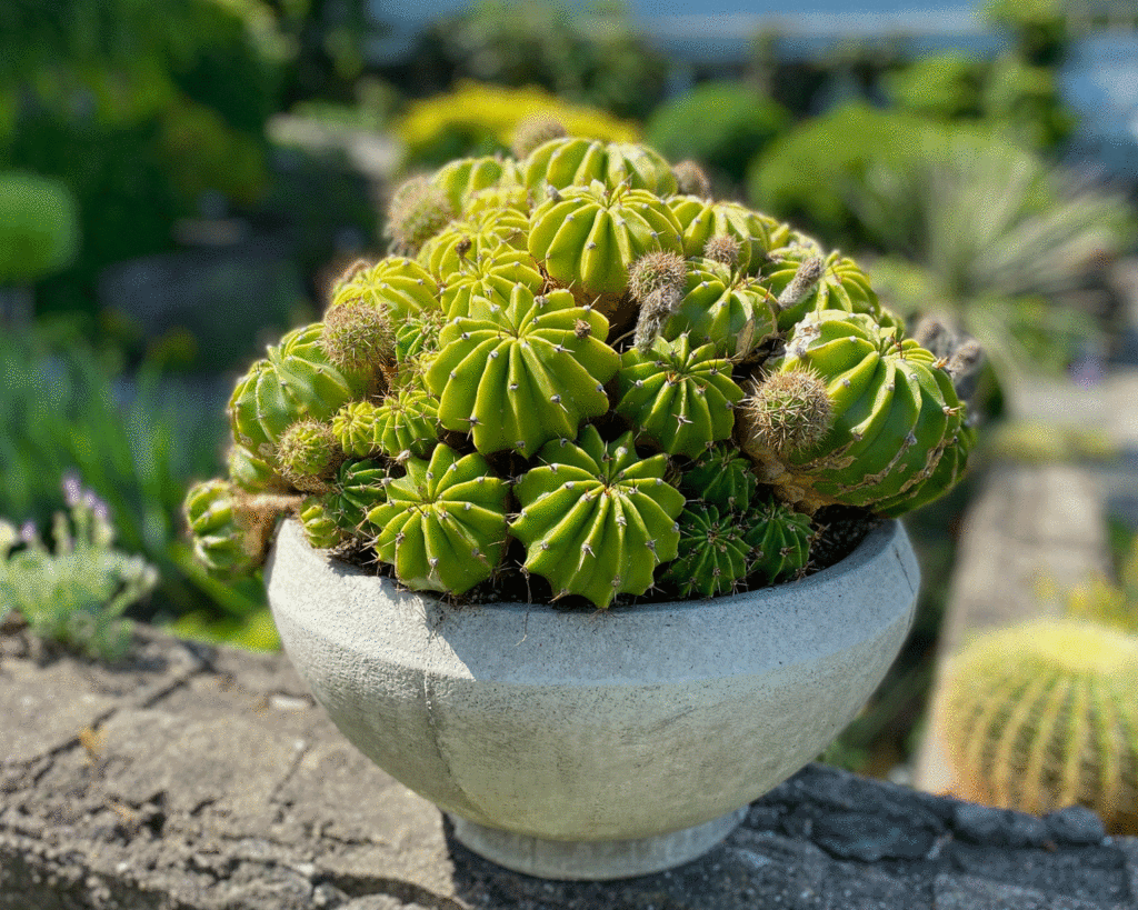 Cacti in a container | Photo by Lucy Mercer/A Cook and Her Books