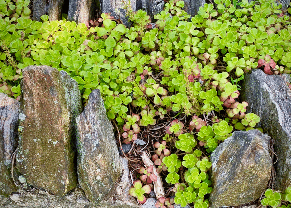 Sedum in rock wall | Photo by Lucy Mercer/A Cook and Her Books