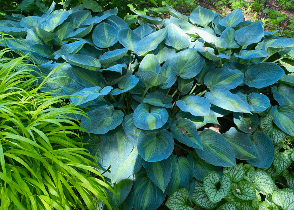 Hostas in shade garden at Wave Hill | Photo by Lucy Mercer/A Cook and Her Books