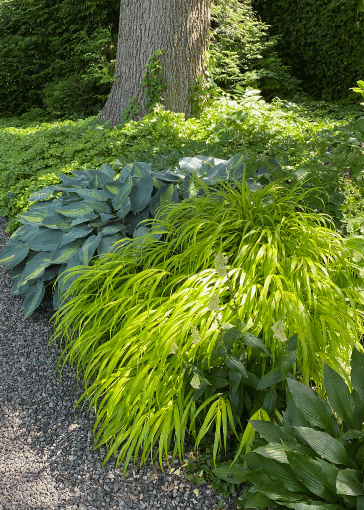 Shade garden at Wave Hill | Photo by Lucy Mercer/A Cook and Her Books