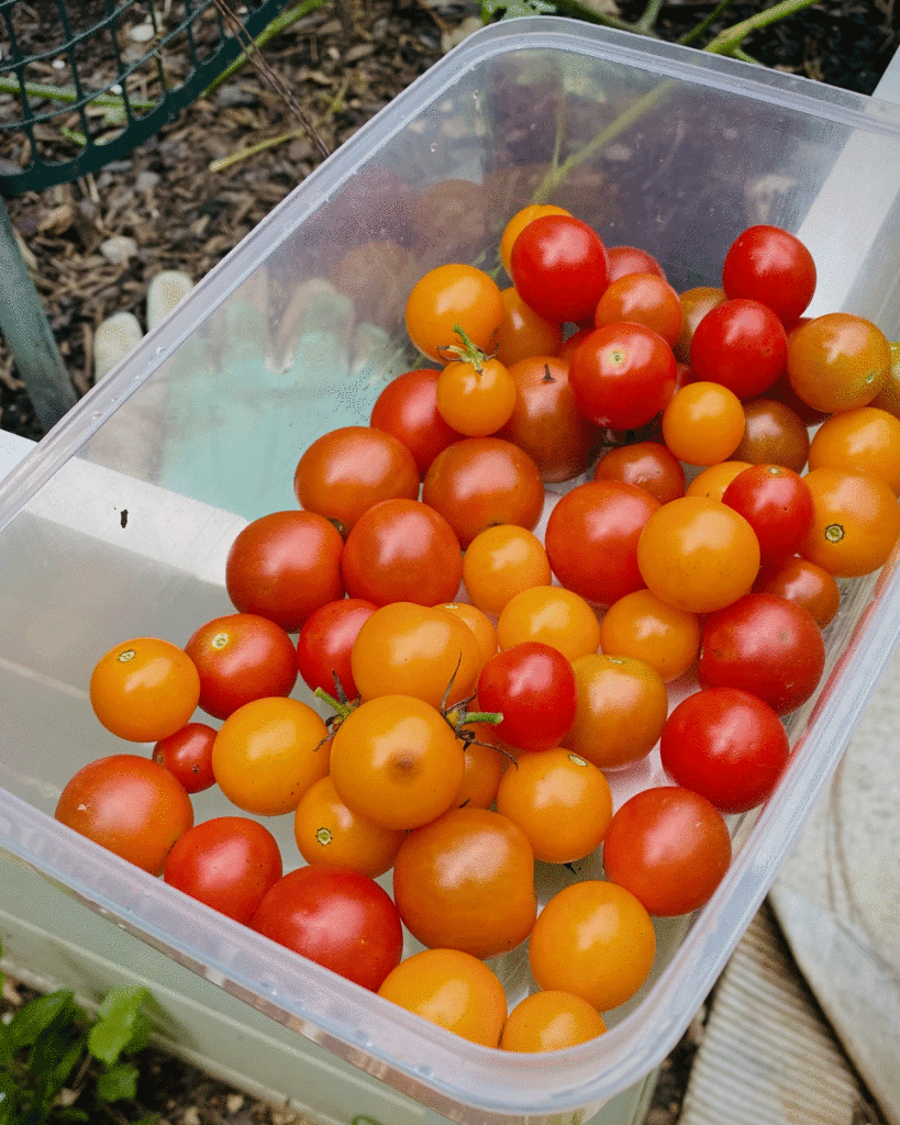 Cherry tomatoes in the garden | Photo by Lucy Mercer/A Cook and Her Books
